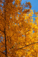 Yellow birch tree and blue sky in the fall. Beautiful bright autumn view with leaves and branches lit by natural sunlight.