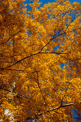 Yellow birch tree and blue sky in the fall. Beautiful bright autumn view with leaves and branches lit by natural sunlight.