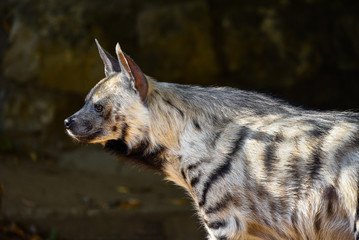 Close up Portrait of hyena against blurred background.