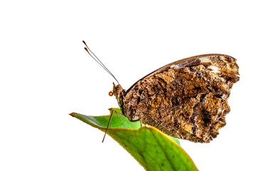 Obraz premium Beautiful butterfly sitting on flower in a summer garden