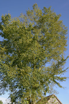 european white elm or spreading elm tree in autumn sun, fluttering elm or ulmus laevis large tree