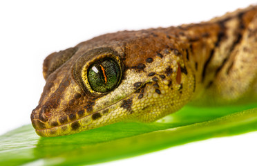 Paroedura pictus - ground gecko  on leaf isolated on white background