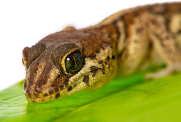 Paroedura pictus - ground gecko  on leaf isolated on white background