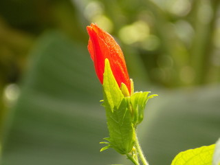 A Red Flower Bud