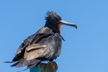 Fregat bird