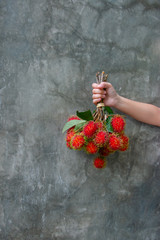 Hand holding a bunch of Rambutan with dark background. The small and round tropical fruit with red hair outside with sweet juicy meat inside. It is native in Southeast Asian regions.