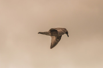 bird in flight