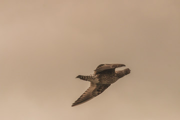 bird in flight
