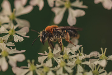 bee on flower