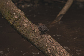 bird on tree