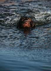 Fototapeta premium dog swimming an water 