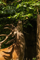 Fototapeta premium deer eating leaf