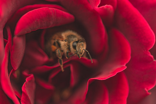 bee with rose