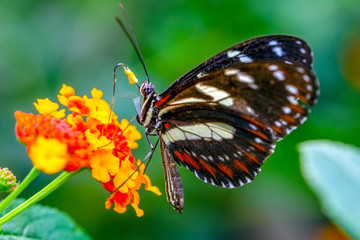 Beautiful butterfly sitting on flower in a summer garden