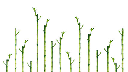 Group of young bamboo branches on white background