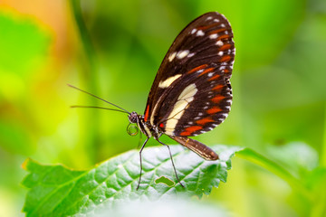 Obraz na płótnie Canvas Beautiful butterfly sitting on flower in a summer garden