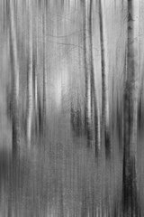 vertical spooky woods abstract blurred background 