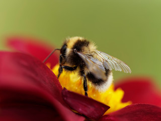 Bombus terrestris | Buff-tailed bumblebee or large earth bumblebee reaching, foraging and robing the nectar on flower