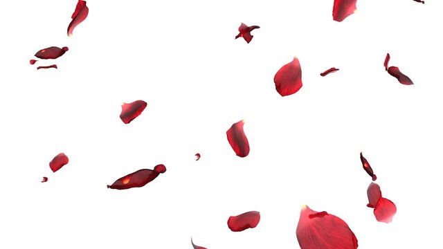 rose petals falling down on camera isolated on white background