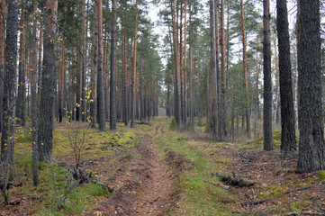 a long overgrown road of sand in the middle of the forest between the trees