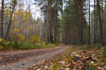 a long overgrown road of sand in the middle of the forest between the trees