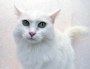 fluffy white house cat enjoys and plays at home