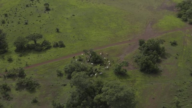 Africa Mali Forest and Cattle Herd Aerial View