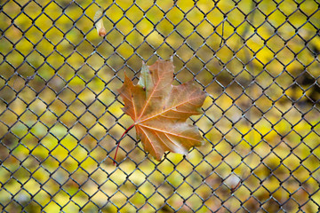 Maple leaf on metal grid