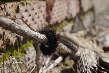 caterpillar 4