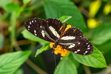 Beautiful butterfly sitting on flower in a summer garden