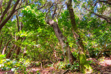 Anaga forest - view from the ground