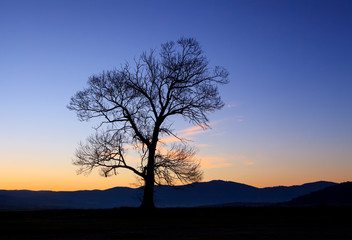 tree sunrise silhouette, alone tree in sunset time 
