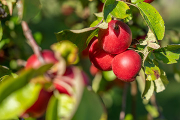 Rote Äpfel hängen an einem zarten Baum