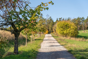 Fototapeta na wymiar Herbstlicher Feldweg im Sonnenschein