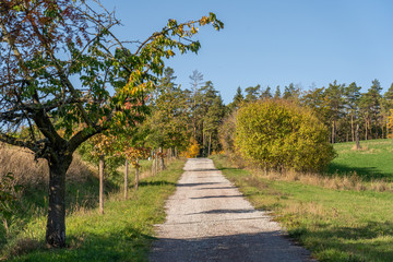 Herbstlicher Feldweg im Sonnenschein