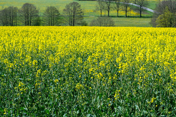 Obraz premium a rape field in summer