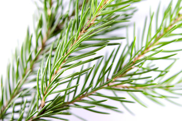 Fototapeta premium Close-up on a green branch of spruce, pine. Natural background.
