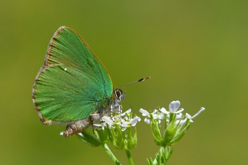 Callophrys rubi  640