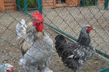 Chicken, cock in a chicken coop. Poultry