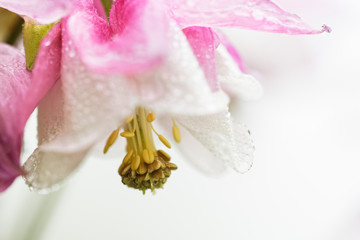 Blüte der rosafarbenen Akelei mit Regentropfen