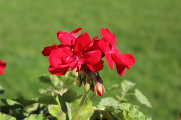 Fototapeta premium JARDIN