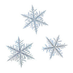 Three snowflakes isolated on white background. Macro photo of real snow crystals: elegant stellar...