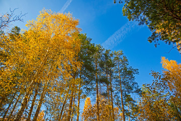 Autumn landscape with trees and blue sky. Beautiful bright view with leaves and branches, lit by natural sunlight in the fall.