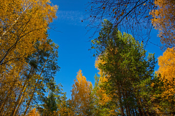 Autumn landscape with trees and blue sky. Beautiful bright view with leaves and branches, lit by natural sunlight in the fall.