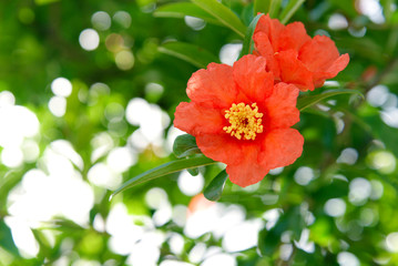 Flower of Pomegranate - Punica granatum - on the blurred background