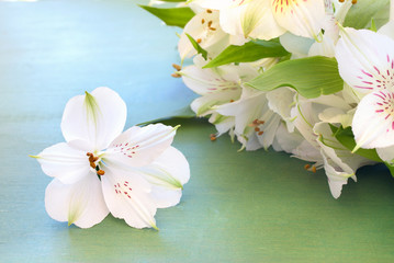 White Alstroemeria on the green wooden background.