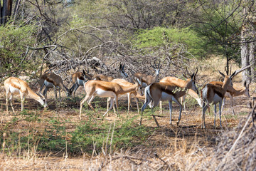 Naklejka na ściany i meble A group of springbok antelopes walking through the bush, Etosha, Namibia, Africa