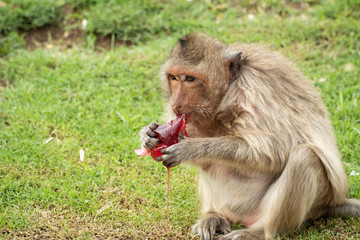 A cute monkey lives in the Lopburi cities of Thailand with Copy Space