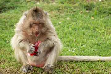 A cute monkey lives in the Lopburi cities of Thailand with Copy Space