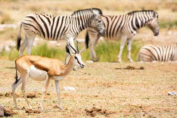 Obraz na płótnie Canvas Single springbok with zebras in the background, Etosha, Namibia, Africa